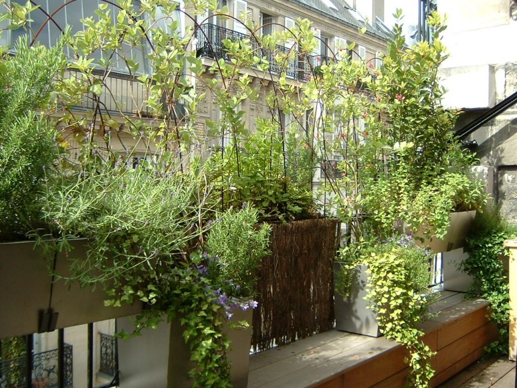 Plante Balcon Parisien